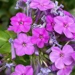 Phlox maculata flower picture by ben vc (cc-by-sa)