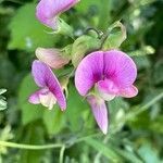 Lathyrus sylvestris flower picture by supersloot samuele (cc-by-sa)