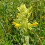 Rhinanthus major flower picture by j. bee (cc-by-sa)