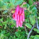 Macleania rupestris flower picture by Víquez Carazo Manuel (cc-by-sa)