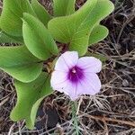 Ipomoea pes-caprae flower picture by Nathalie Romeuf (cc-by-sa)