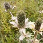 Eryngium giganteum fruit picture by Rahul Gopinath (cc-by-sa)