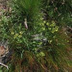 Bupleurum stellatum habit picture by Emanuele Santarelli (cc-by-sa)