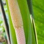 Colocasia esculenta flower picture by Dieter Albrecht (cc-by-sa)