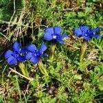 Gentiana bavarica habit picture by Mladen Glavic (cc-by-sa)