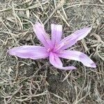 Colchicum bulbocodium flower picture by laure (cc-by-sa)