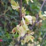 Ulmus minor leaf picture by lancioni andrea (cc-by-sa)