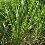 Imperata cylindrica habit picture by Tim Rutland (cc-by-sa)