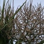 Cordyline australis fruit picture by Caw Vus (cc-by-sa)