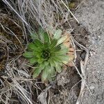 Draba jorullensis leaf picture by Fabien Anthelme (cc-by-sa)