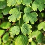 Thalictrum occidentale leaf picture by Michael Finch (cc-by-sa)