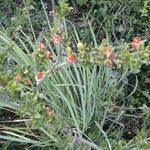 Turraea mombassana habit picture by susan brown (cc-by-sa)