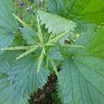 Urtica membranacea flower picture by Llandrich anna (cc-by-sa)