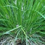 Carex leersii habit picture by Yoan MARTIN (cc-by-sa)