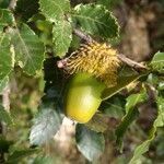 Quercus trojana fruit picture by Nico Paulangelo (cc-by-sa)