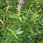 Lythrum virgatum habit picture by Marcin Janus (cc-by-sa)