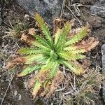 Cirsium nivale leaf picture by Fabien Anthelme (cc-by-sa)