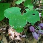 Lathraea clandestina leaf picture by marianne engard (cc-by-sa)