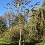 Ulmus laevis habit picture by Sabina Hartmann (cc-by-sa)