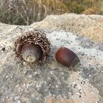 Quercus ithaburensis fruit picture by michele wertheim (cc-by-sa)