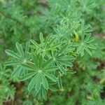 Lupinus arboreus leaf picture by Alfie staples (cc-by-sa)