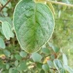 Cotoneaster tomentosus leaf picture by Cristian Zanella Cristian Zanella (cc-by-sa)