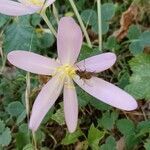 Colchicum multiflorum flower picture by Francois Mathieu (cc-by-sa)