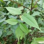 Bidens frondosa leaf picture by Gerton Schooltink (cc-by-sa)