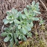 Saxifraga paniculata habit picture by Gabriel Ollivier (cc-by-sa)