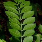 Spondias purpurea leaf picture by Nelson Zamora Villalobos (cc-by-nc)