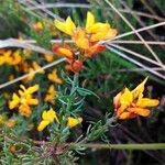 Genista triacanthos leaf picture by Sergio-OMA (cc-by-sa)