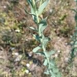 Linaria genistifolia leaf picture by Julien Birard (cc-by-sa)