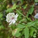 Astrantia major flower picture by Vincent Hulin (cc-by-sa)