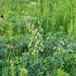 Baptisia australis flower picture by Katie Eickman (cc-by-sa)