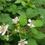 Rubus caesius leaf picture by gert van aert (cc-by-sa)