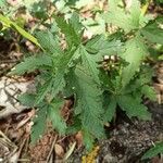 Althaea cannabina leaf picture by Morcillo Moreno Emilio Morcillo Moreno (cc-by-sa)