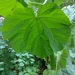 Abutilon theophrasti leaf picture by Simone Riva (cc-by-sa)