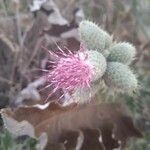 Cirsium scabrum flower picture by Enrico L. (cc-by-sa)