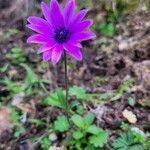 Anemone hortensis habit picture by sophie lao (cc-by-sa)