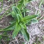 Gentiana cruciata leaf picture by Jana Nie (cc-by-sa)