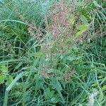 Rumex sanguineus habit picture by Gaël Covain (cc-by-sa)