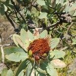 Protea cynaroides flower picture by indi e iñigo (cc-by-sa)