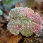 Erodium corsicum leaf picture by Yoan MARTIN (cc-by-sa)