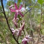 Dipodium variegatum flower picture by Chelsey Prior (cc-by-sa)