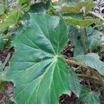 Begonia heracleifolia habit picture by Shehadi Ramiz (cc-by-sa)