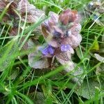 Ajuga reptans flower picture by I Birn (cc-by-sa)