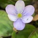 Hepatica nobilis flower picture by Diego Alex (cc-by-sa)