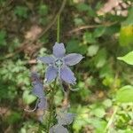 Campanula americana flower picture by Dayton Ulrich (cc-by-sa)