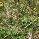 Arnica montana habit picture by Pierre BOUTHORS (cc-by-sa)