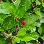 Rhamnus staddo fruit picture by susan brown (cc-by-sa)